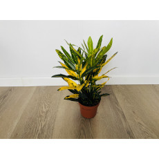 Кротон Санни Стар (Codiaeum Sunny Star) 12/30