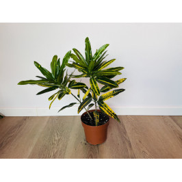 Кротон Санни Стар (Codiaeum Sunny Star) 12/30