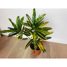 Кротон Санни Стар (Codiaeum Sunny Star) 12/30
