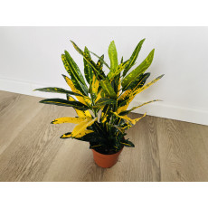 Кротон Санни Стар (Codiaeum Sunny Star) 12/30