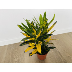 Кротон Санни Стар (Codiaeum Sunny Star) 12/30