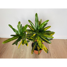 Кротон Санни Стар (Codiaeum Sunny Star) 12/30