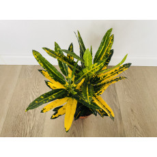 Кротон Санни Стар (Codiaeum Sunny Star) 12/30