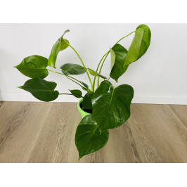 Монстера Делициоза (Monstera deliciosa) 14/60