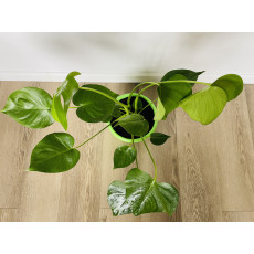 Монстера Делициоза (Monstera deliciosa) 14/60
