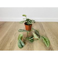 Сциндапсус Пиктус Треби (Scindapsus pictus 'Trebie') 12/15
