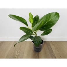 Фикус Одри (Ficus benghalensis 'Audrey') 14/35