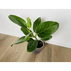 Фикус Одри (Ficus benghalensis 'Audrey') 14/35