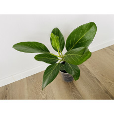 Фикус Одри (Ficus benghalensis 'Audrey') 14/35