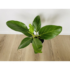 Фикус Одри (Ficus benghalensis 'Audrey') 14/35