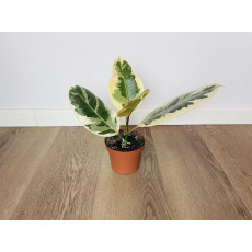 Фикус Эластика Тинеке (Ficus elastica 'Tineke') 14/50