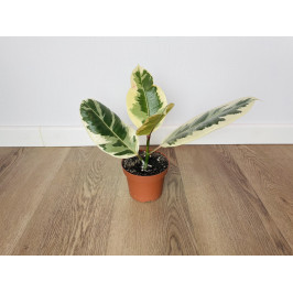 Фикус Эластика Тинеке (Ficus elastica 'Tineke') 14/50