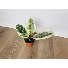 Фикус Эластика Тинеке (Ficus elastica 'Tineke') 14/50