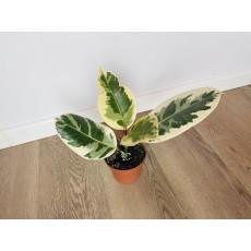Фикус Эластика Тинеке (Ficus elastica 'Tineke') 14/50
