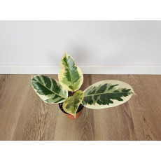 Фикус Эластика Тинеке (Ficus elastica 'Tineke') 14/50