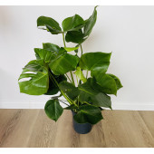 Монстера (Monstera deliciosa) 21/80