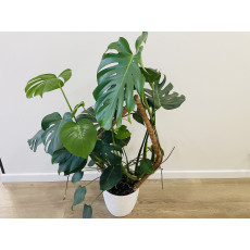 Монстера (Monstera deliciosa) 21/80