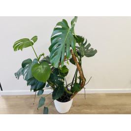 Монстера (Monstera deliciosa) 21/80