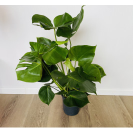 Монстера (Monstera deliciosa) 21/80