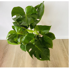 Монстера (Monstera deliciosa) 21/80