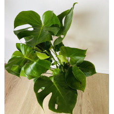 Монстера (Monstera deliciosa) 21/80