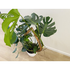 Монстера (Monstera deliciosa) 21/80