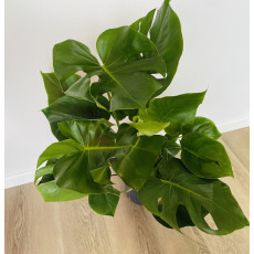 Монстера (Monstera deliciosa) 21/80