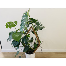 Монстера (Monstera deliciosa) 21/80