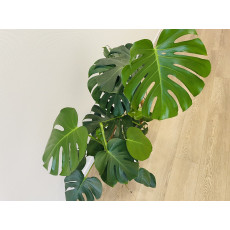 Монстера (Monstera deliciosa) 21/80