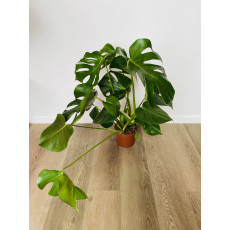 Монстера (Monstera deliciosa) 17/60