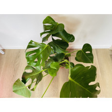 Монстера (Monstera deliciosa) 17/60