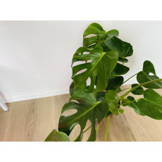 Монстера (Monstera deliciosa) 17/60