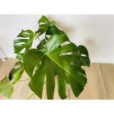 Монстера (Monstera deliciosa) 17/60