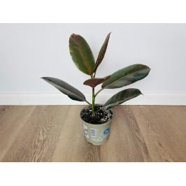 Фикус Эл Пинк Камуфляж (Ficus El Pink Camouflage) 45