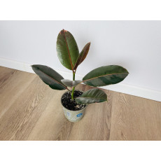 Фикус Эл Пинк Камуфляж (Ficus El Pink Camouflage) 45