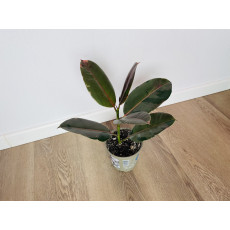 Фикус Эл Пинк Камуфляж (Ficus El Pink Camouflage) 45