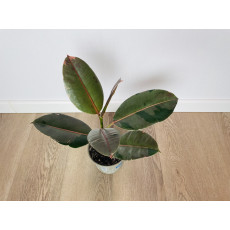 Фикус Эл Пинк Камуфляж (Ficus El Pink Camouflage) 45