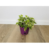 Фикус Бенджамина Кинки (Ficus Benjamina Kinky)