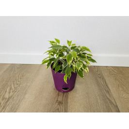Фикус Бенджамина Кинки (Ficus Benjamina Kinky)