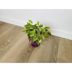 Фикус Бенджамина Кинки (Ficus Benjamina Kinky)