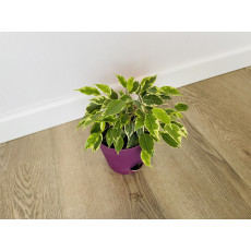 Фикус Бенджамина Кинки (Ficus Benjamina Kinky)