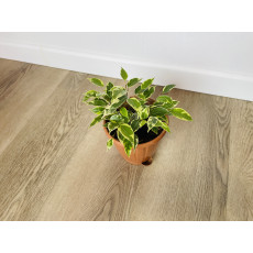 Фикус Бенджамина Кинки (Ficus Benjamina Kinky)