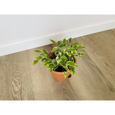 Фикус Бенджамина Кинки (Ficus Benjamina Kinky)
