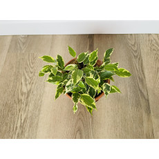 Фикус Бенджамина Кинки (Ficus Benjamina Kinky)
