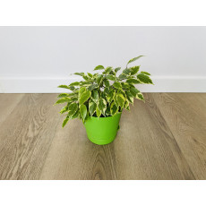 Фикус Бенджамина Кинки (Ficus Benjamina Kinky)