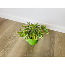 Фикус Бенджамина Кинки (Ficus Benjamina Kinky)
