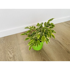 Фикус Бенджамина Кинки (Ficus Benjamina Kinky)