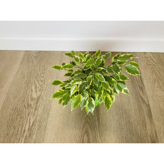Фикус Бенджамина Кинки (Ficus Benjamina Kinky)