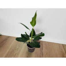 Фикус Одри (Ficus benghalensis 'Audrey') 14/35