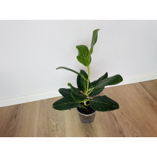 Фикус Одри (Ficus benghalensis 'Audrey') 14/35